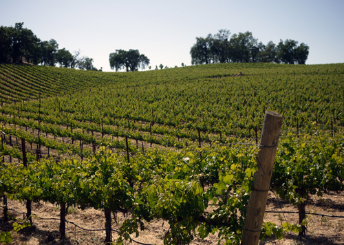 Paso_Robles_Vineyards