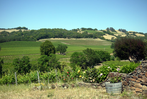 SonomaVineyardsCalifornia