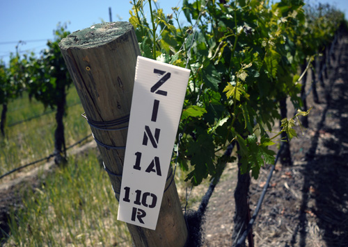 zinfandel_wine_california