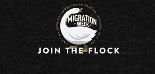 Goose_Island_Migration_Week