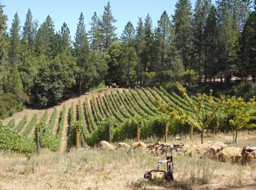 Red_Cap_Howell_Mountain