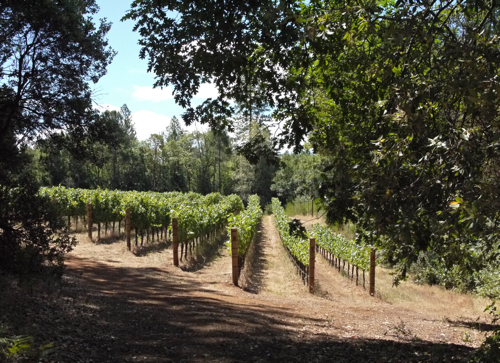 Red_Cap_Vineyards